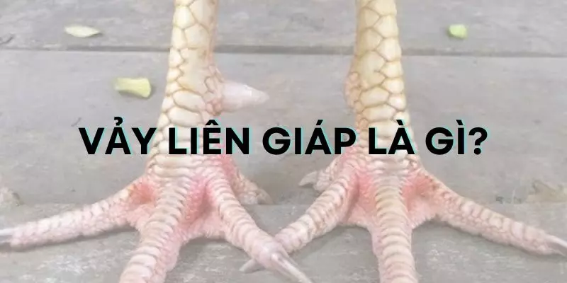 Gà có vảy liên giáp rất được săn đón