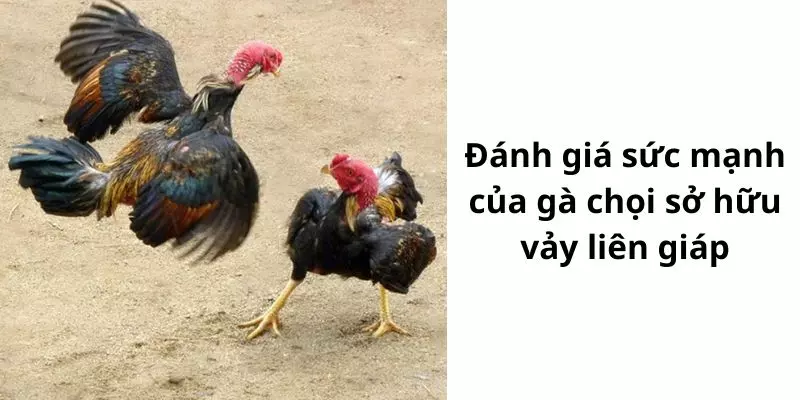 Gà có vảy liên giáp thường có lối đá rất hay