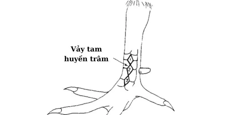 Tam huyền trâm là dáng vảy “gộp” của huyền trâm trên, dưới cựa