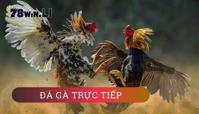 Đá gà trực tiếp