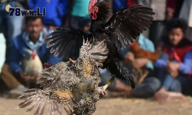 Gà chọi cánh tiên