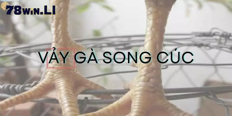 Vảy gà song cúc